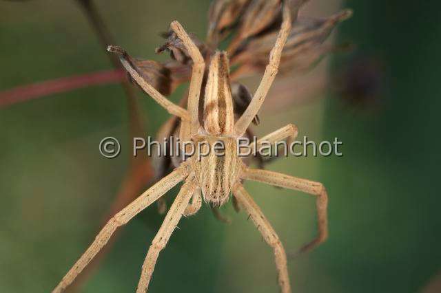 Philodromidae_4822.JPG - France, Araneae, Philodromidae, Araignée, Philodrome (Tibellus sp), jeune mâle, Running crab spider